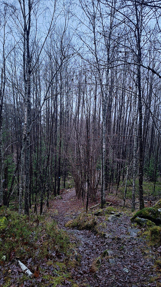 Staselig ospeskog, selv når den er ribbet.