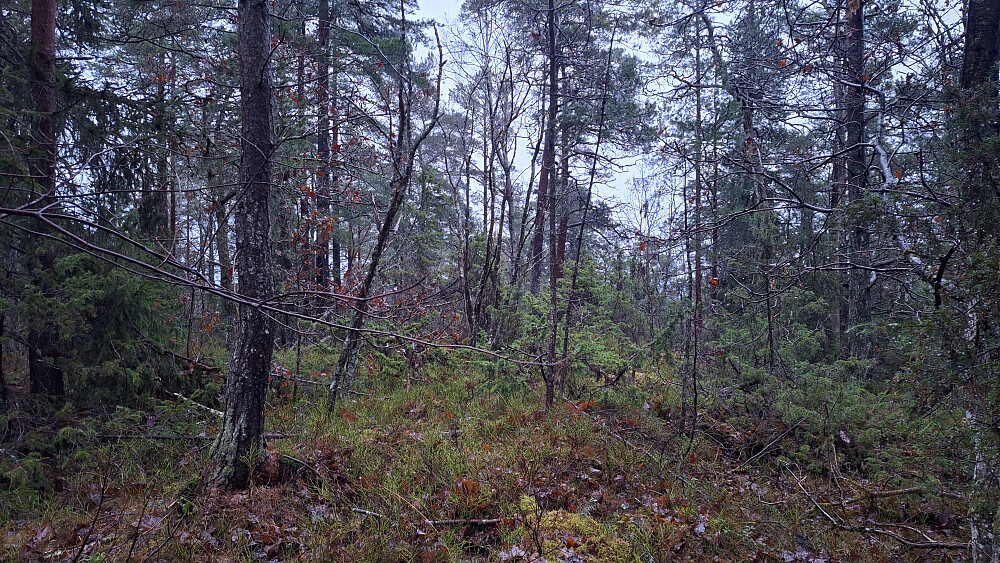 Toppunkt blant kjerr og buskas.