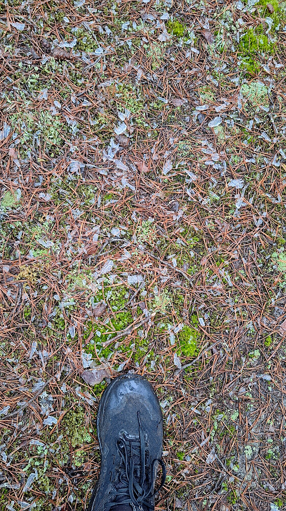 Isbiter fra trærne.