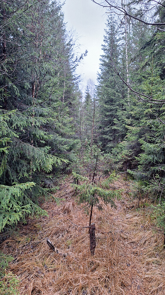 Det gror godt i stien.