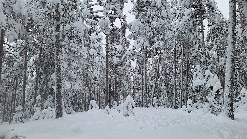 Vassing i 40 cm kram snø.