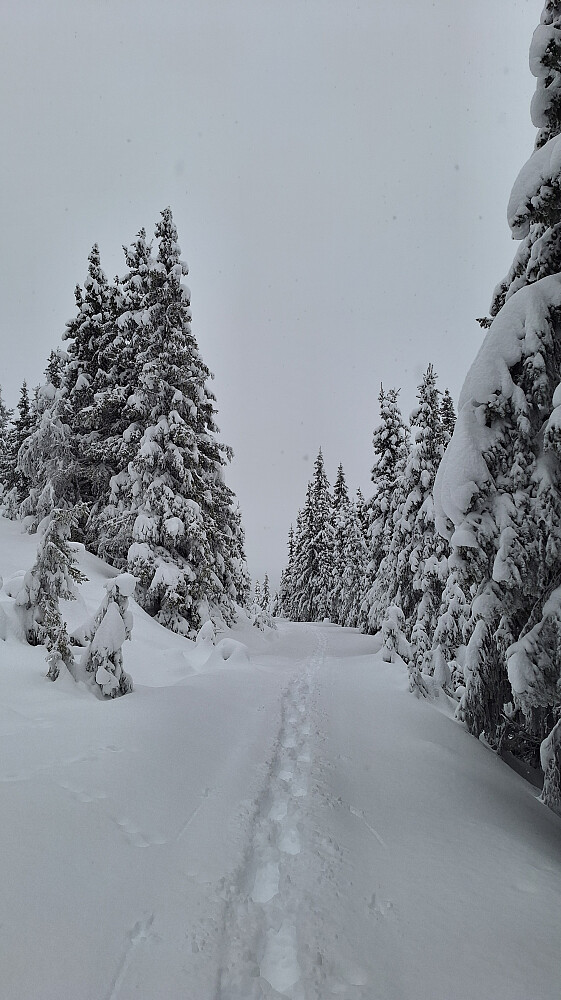Sporet mitt fra forrige helg var helt borte. 