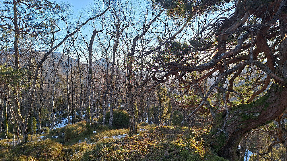 Fra Kletten mot Hustaket.