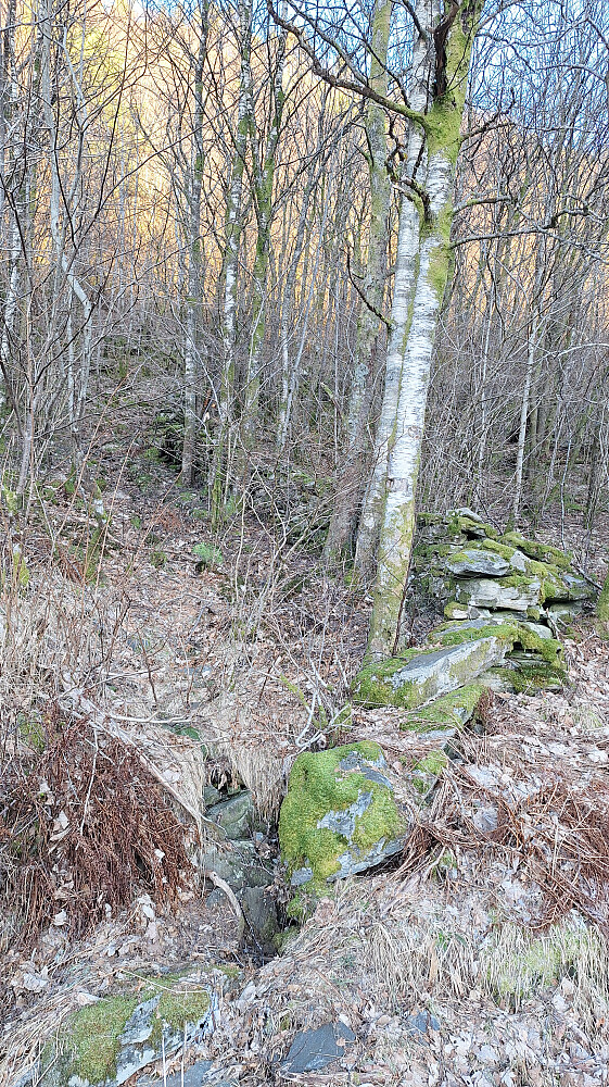 Stistart langs steingjerdet. 