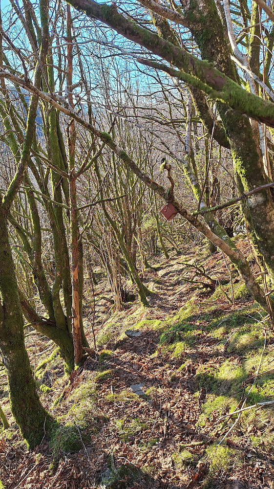 Fin skog selv uten lauv.