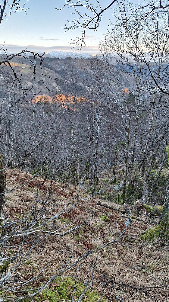 Lettgått skog med liggende gress og fritt for lauv.