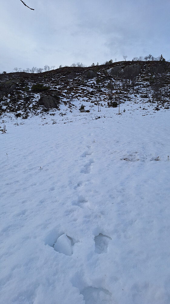 Flere gjennomtråkk siste myra før toppen.