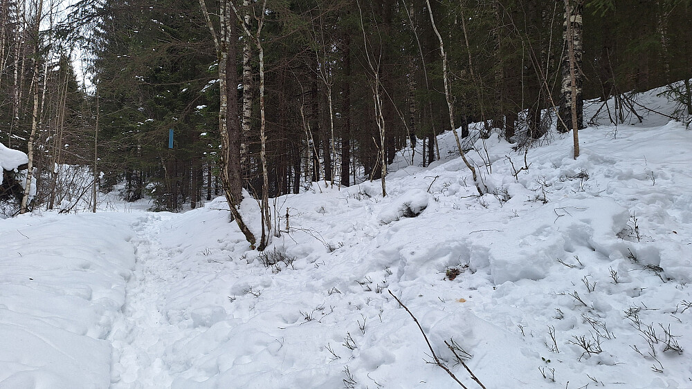 Deler på sporet mitt med skogens dyr, både rådyr og elg :-)