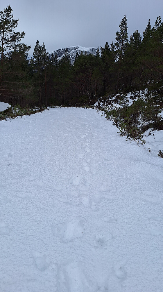 I Bremanger er det flere hjortedyr enn mennesker, og det var bare hjorten som hadde gått før meg.