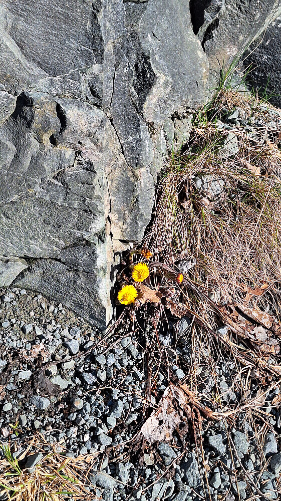 Hva var vel mer passende enn Tussilago farfara på årets første vårdag:-)
