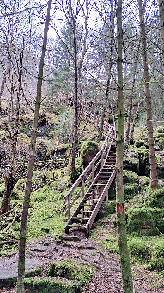Flere trapper i Askøys skoger.