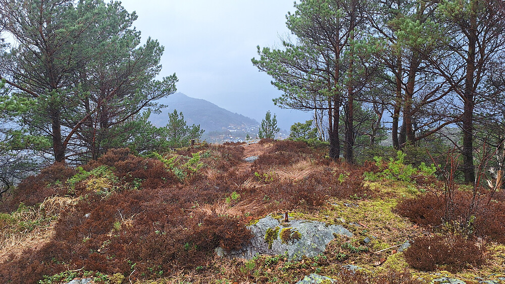 Noen bolter på Sjurstonipa.