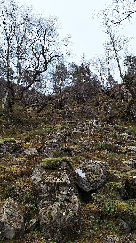 Fulgte hjortetråkk under hammeren midt i bildet og til høyre. 