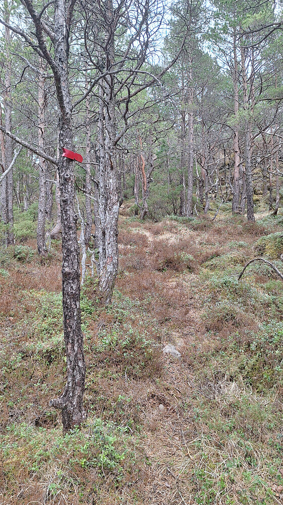 Et eneste merke dukket opp ovenfor Omvendeskaret, og jeg fulgte stien bare sporadisk der det innimellom dukket opp noen blasse røde klatter på trær og steiner. 