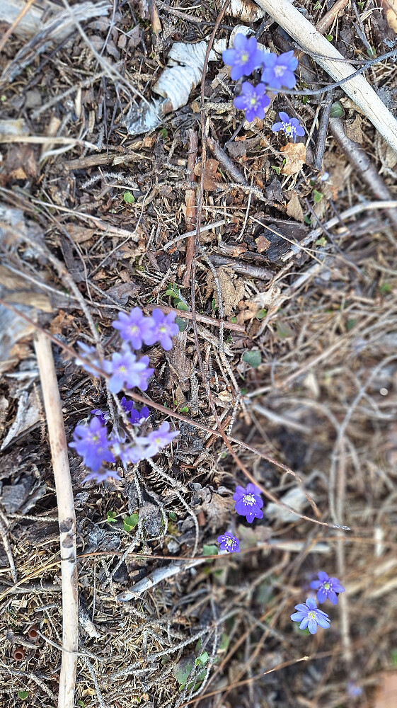 Blåveisen blomstrer. 