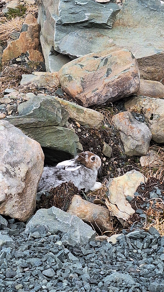 I går var haren hvit. Denne hadde begynt å skifte farge og reagerte ikke på at jeg stod så nære :-)