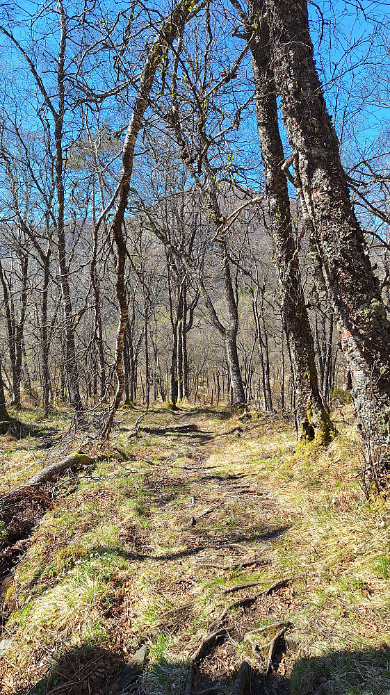 Sti gjennom hvitveisskog.