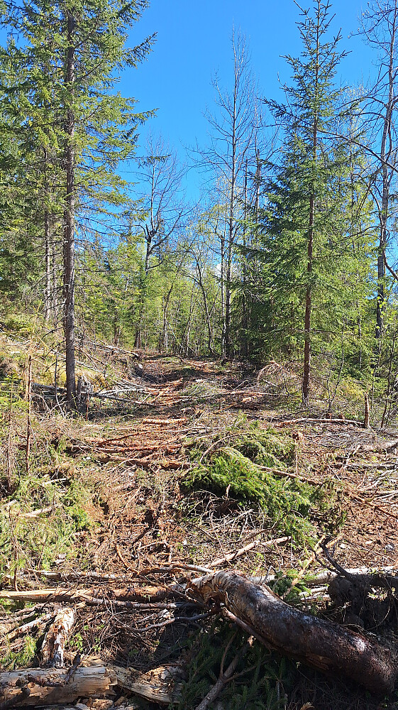 Hogst langs stien nesten helt til ende. 