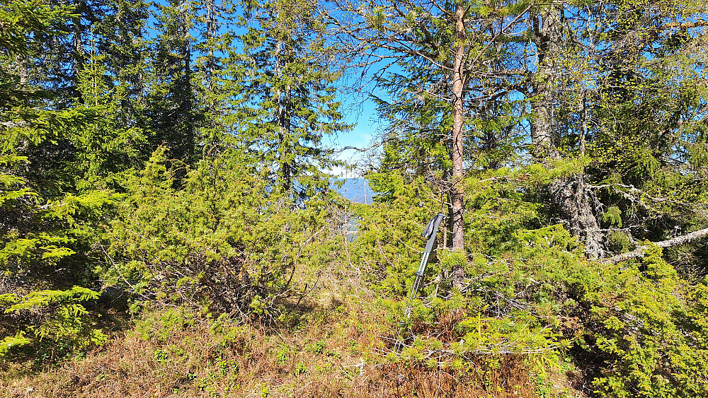 Glomsrudkollen toppunkt.