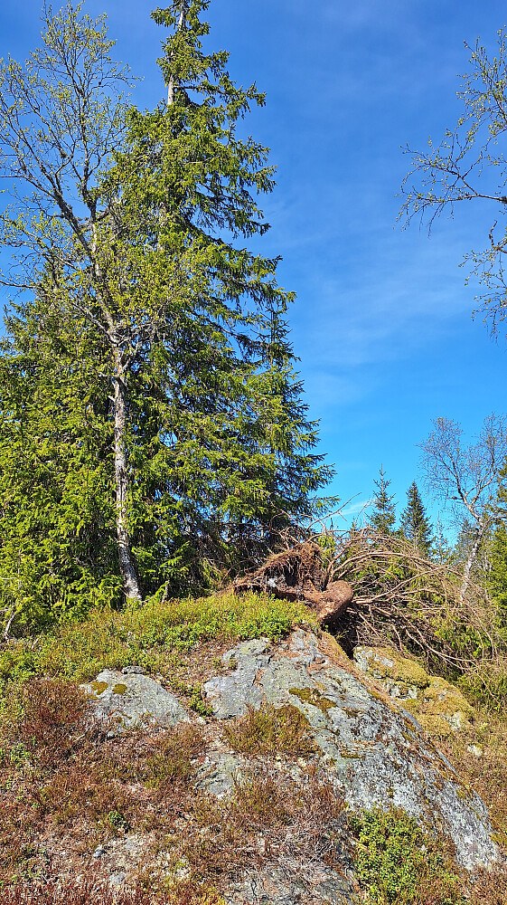 Finnebrenna. Topptreet har gitt tapt.
