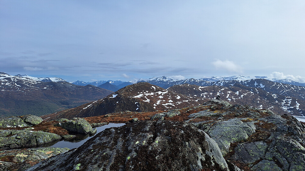 Blåsvednyken.