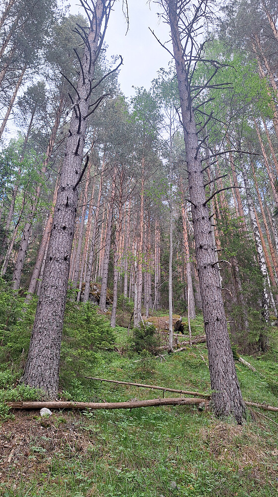 Bratt, men lettgått skråning fra idrettsplassen i Jondalen.