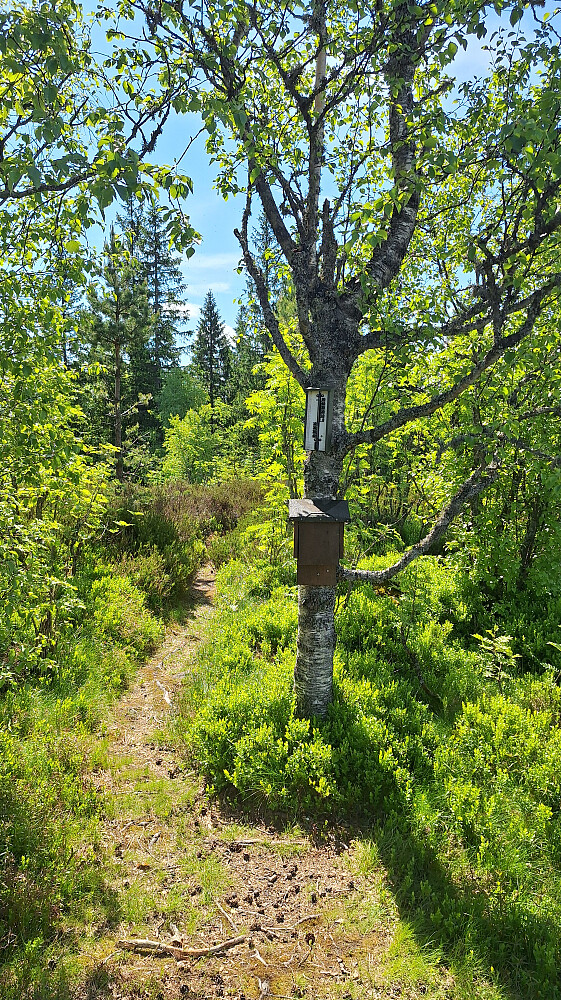 Høgåsen vest.