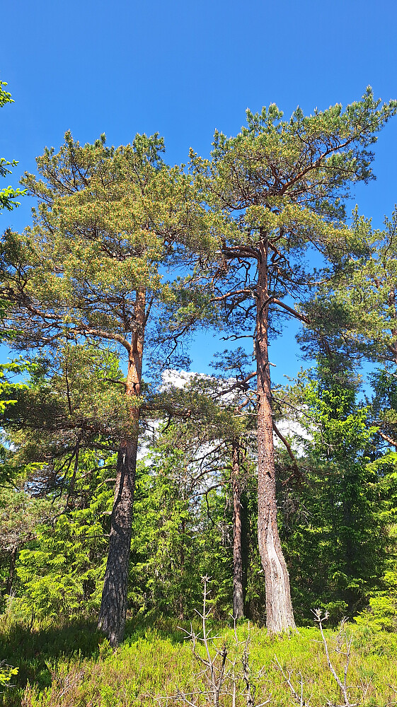 Høgåsen.