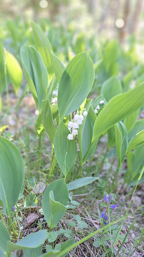 Nasjonalblomst.