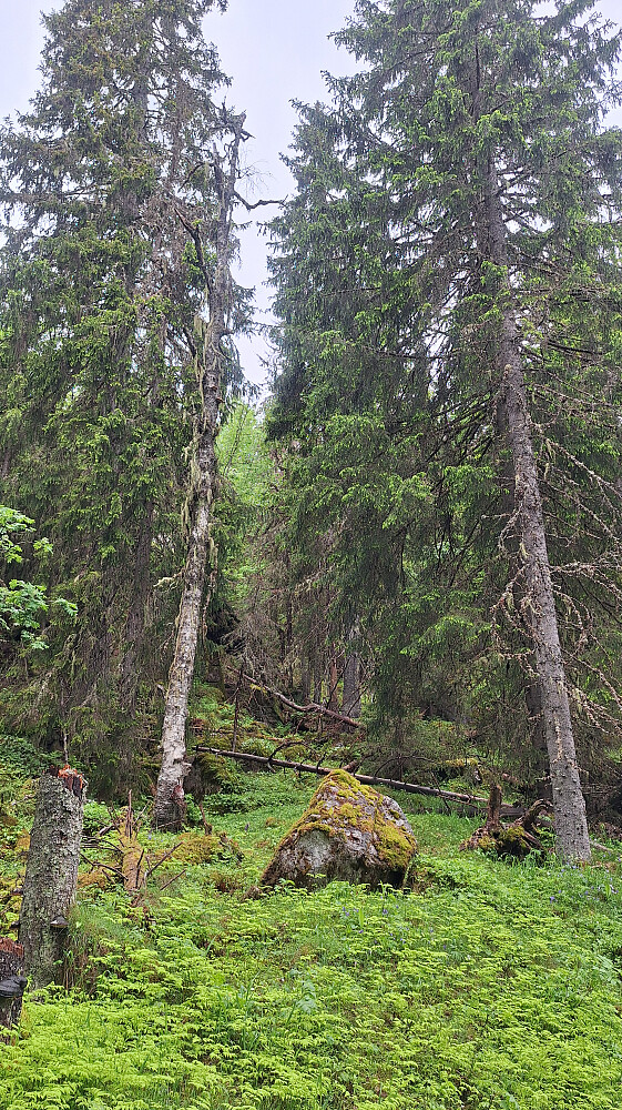 Ned fra Nesfjell i frodig og våt gammelskog.