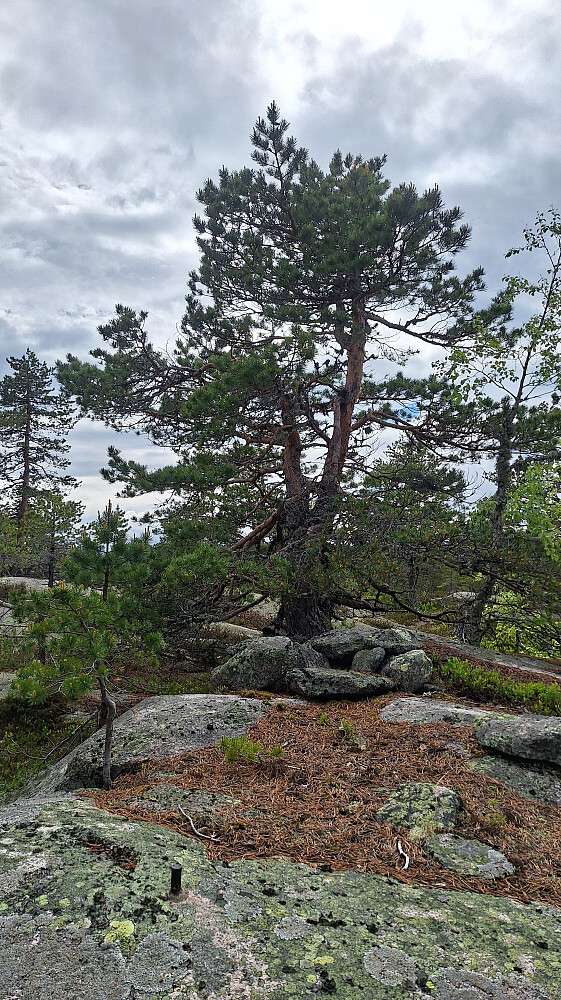 Gunhildrudknatten.