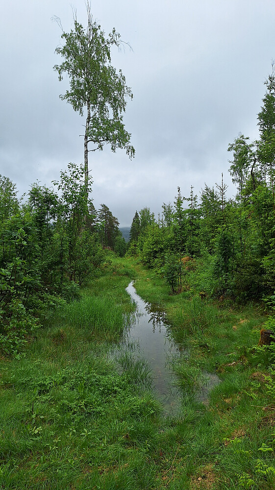 Mye vann i skogen der det vanligvis er tørt.