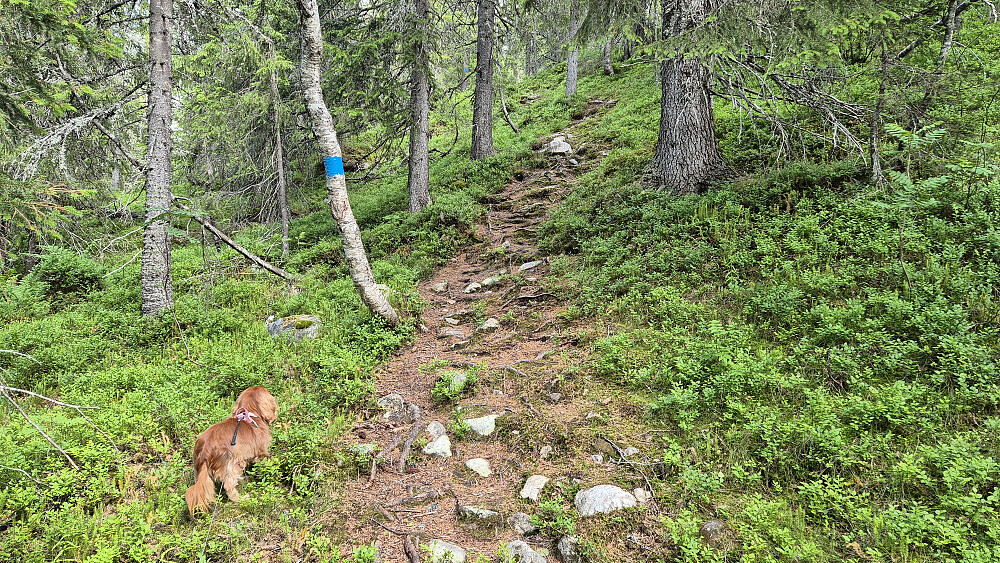 Vi har akkurat begynt på stien, og går løs på den første kneika. Det stiger nesten sammenhengende til toppen, med kun noen få korte og flate partier.