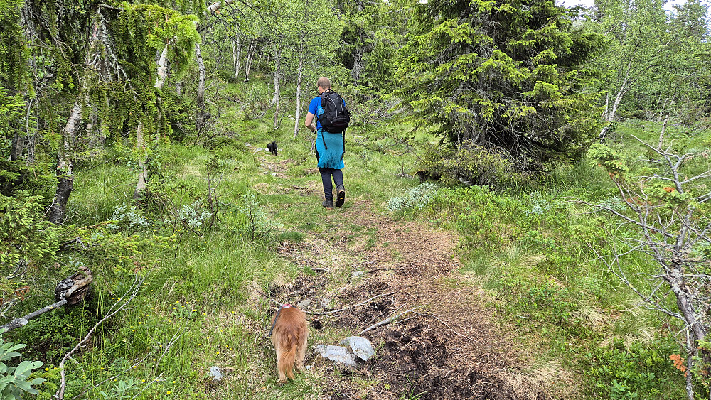 Stien vi fulgte oppover. Fortsatt under skoggrensa, på ca 1050 meters høyde.