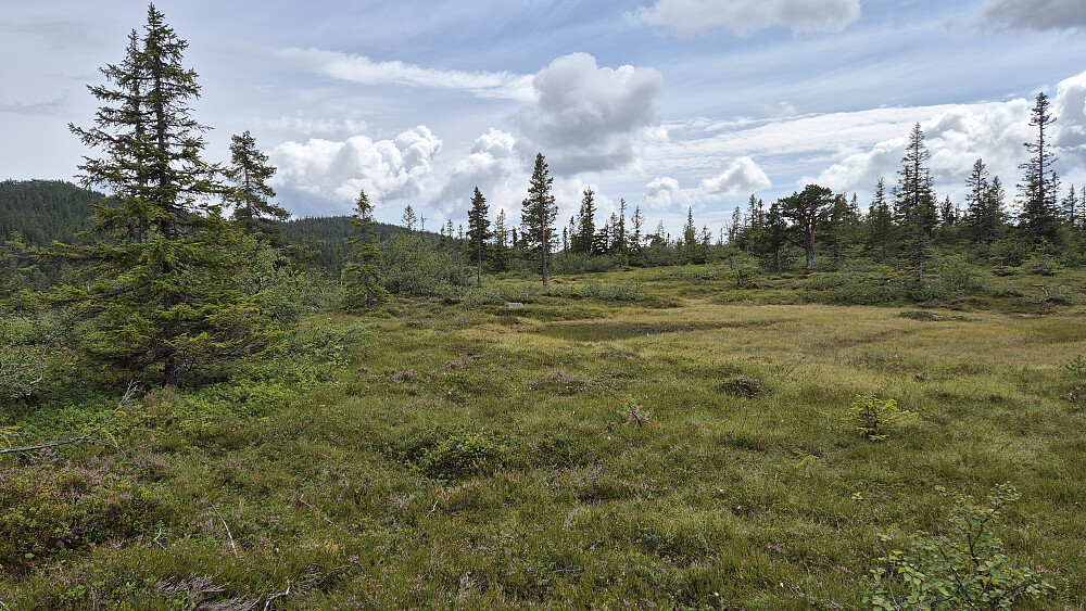 Oppå høyden Vest for Mjaugetjønn (885). Toppunktet befinner seg blant trærne bak til høyre.
