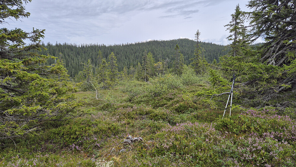 Dårlig med skikkelig toppunkt her på høyden Vest for Mjaugetjønn (885). Toppen i bakgrunnen litt til høyre, er Adamshøgda (991).