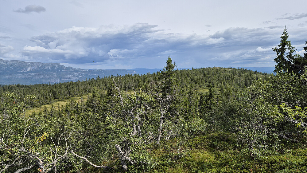 Jeg står litt sør for toppen Sør for Adamshøgda (986), og ser over mot Folegrønuten (980), som er høyden til høyre i bildet. Fjellmassivet bakerst til venstre er Blefjell.
