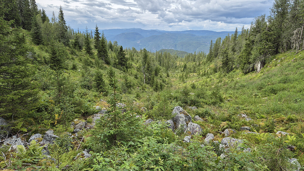 Fra returen, hvor jeg har kommet ned i Taterbekkdalen. Her var det temmelig ulendt og kronglete å gå, med masse steiner som delvis lå skjult under høyt gress, planter, buskas og kratt. Jeg valgte å gå her fordi det på kartet var stiplet inn en sti litt nedi dalen, men dette var en svært gjengrodd traktorvei som ikke gjorde det noe lettere å ta seg fram.