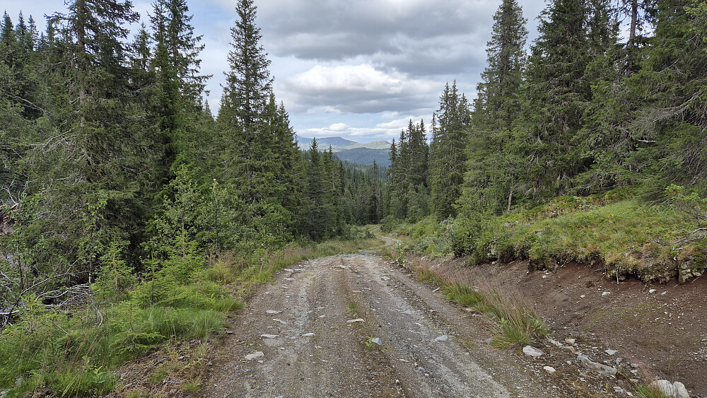 Skogsbilveien jeg fulgte i Urdlidalen. Her i øvre del, like før veien stoppet, var den nokså dårlig.
