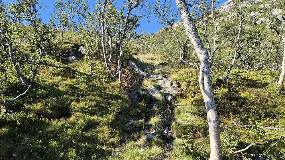 Stien jeg fulgte begge veier i bjørkeskogen.