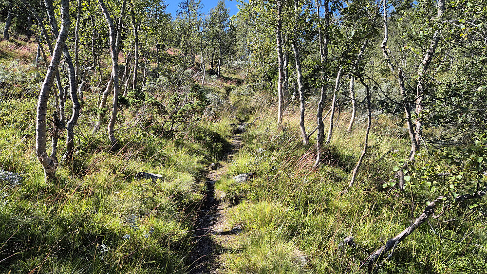På stien opp gjennom bjørkelia, nord/nordvest for Døvlingstjørnfjellet (1130).
