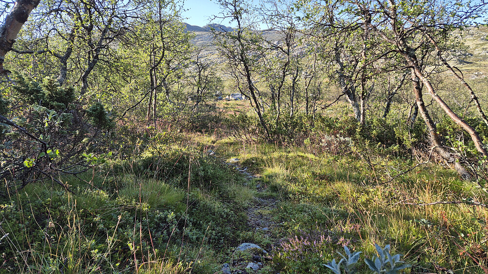 Stien jeg fulgte på starten av turen, og helt på slutten. Her på morgenen, på vei ned mot bekken som kommer fra Gvonneviertjønne.