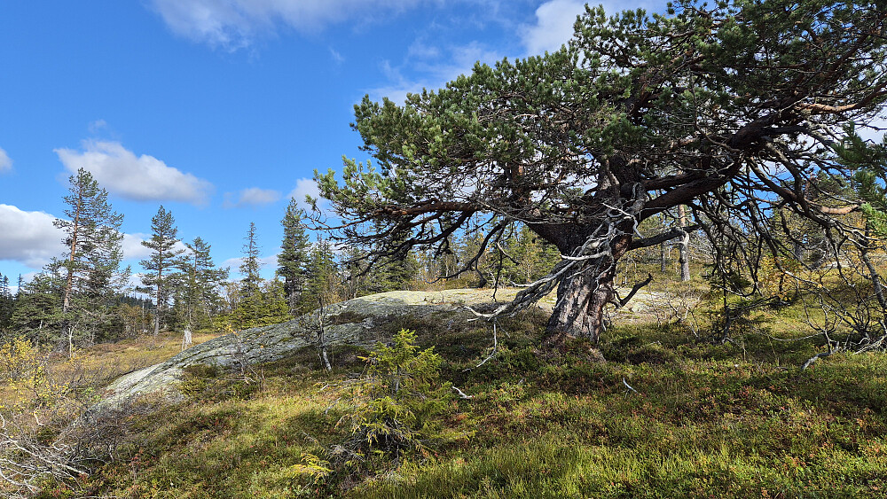 En gammel, krokete furu jeg passerte underveis mot Storlibrotet Nord (894). Fint terreng å gå i her.