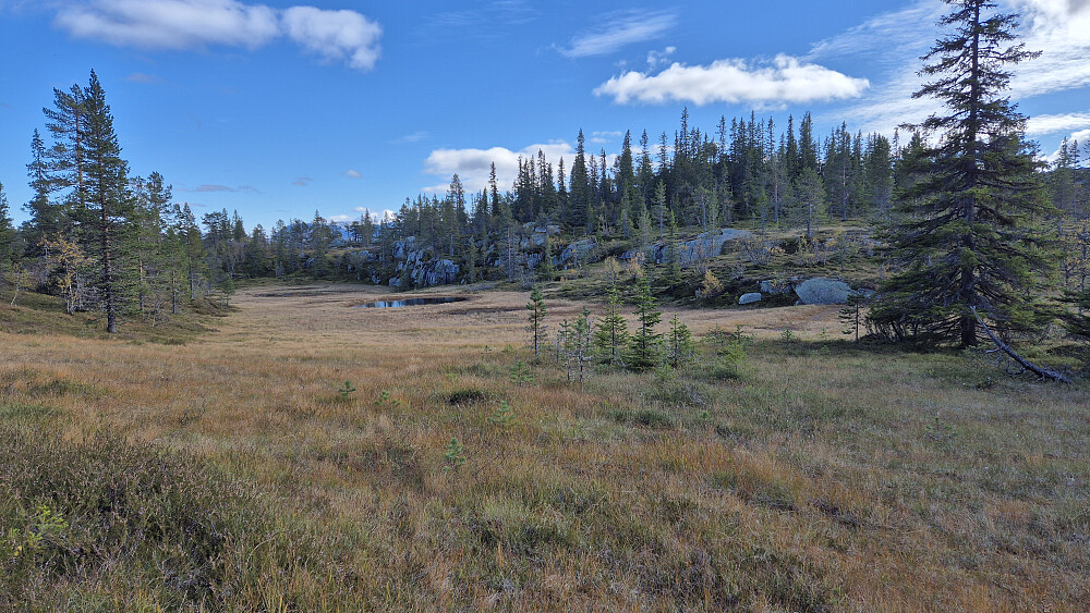 Jeg krysser en myr underveis mot høyden Nordøst for Vrimdalsnut (883), som ses til høyre.
