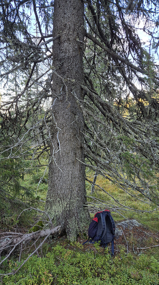 Rett nord for tjernet mellom Brennehov (973) og Brennehov Øst (948) passerte jeg denne solide grana.