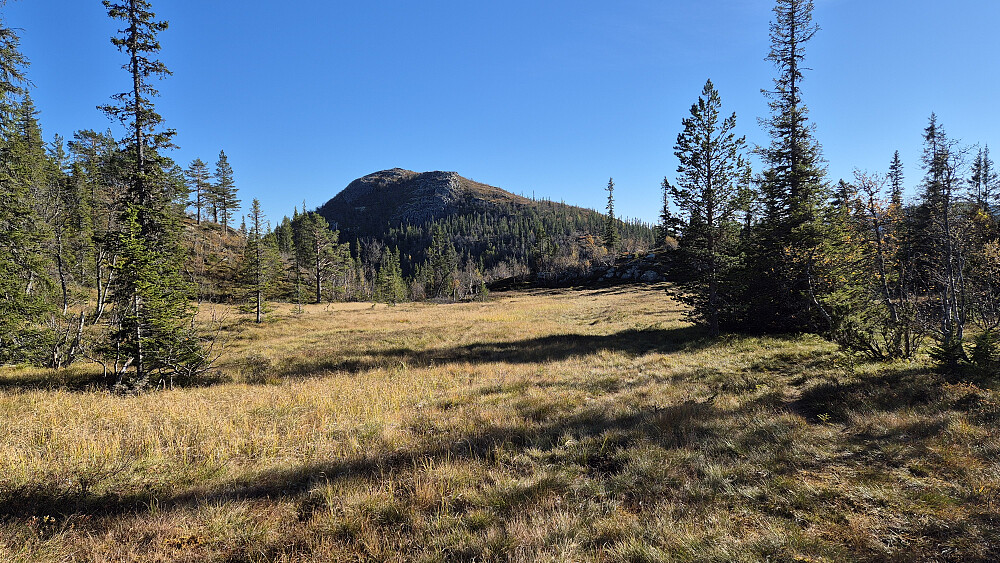 Dagens høyeste turmål i sikte, Store Åråhovde (1001). Stien går på høyre side av myra her, eller mer rett over under tørrere forhold.
