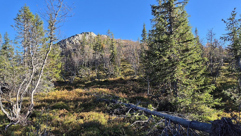 Partiet under oppstigningen mot Store Åråhovde (1001) hvor jeg gikk fritt i terrenget. Litt høyere oppe kom jeg inn på en sti som gikk til toppen.