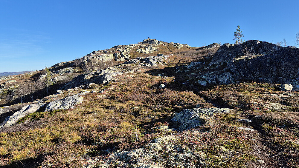 Siste stykket mot toppen av Store Åråhovde (1001) fulgte jeg denne stien. Toppvarden ses midt i bildet.