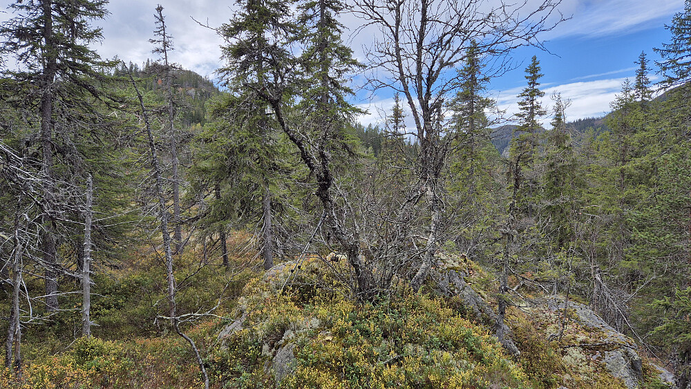 Etter bare 9 minutter til fots sto jeg på turens første topp, Øyåshaugen (736). Bak trærne til venstre i bildet ses litt av Jønnardalsfjellet (870).