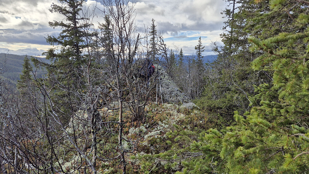 Mye busker og trær ved toppunktet på Goplenuten (890), som er midt i bildet der sekken min ligger.